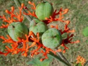 Tin tức - "Giải mã" loài cây khiến hàng chục học sinh ngộ độc