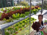Nhà đẹp - Chi tiết cách làm vườn rau thủy canh "vạn người mê" của ông bố Nha Trang