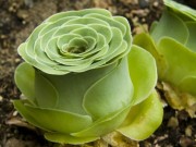 Nhà đẹp - Học ngay cách trồng cây lá bỏng hoa hồng xanh tuyệt đẹp đang được dân mạng “lùng sục”