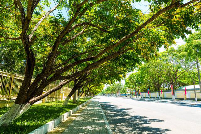 10 năm trở lại đây, thành phố Tam Kỳ trồng hàng loạt những cây hoa Sưa vàng trong các khu đô thị và đường đi, khiến cho chúng ta được ngắm nhìn con đường hoa Sưa vàng rực.
