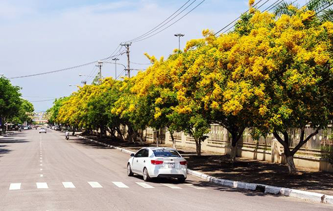 Một trong số những con đường Sưa đẹp đáng được nhắc đến ở Quảng Nam đó chính là đường Phan Bội Châu, đường Trần Cao Vân, đường Trần Hưng Đạo là được xem là những con đường đẹp nhất phố Tam Kỳ.
