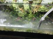 Tin tức - Ghen vì chồng mải mê bể cá bỏ quên gia đình, vợ có hành động trả thù không ai ngờ