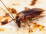 Nhà đẹp - Bỏ ngay thói quen dùng dép đập gián nếu không muốn "hại chết" cả gia đình