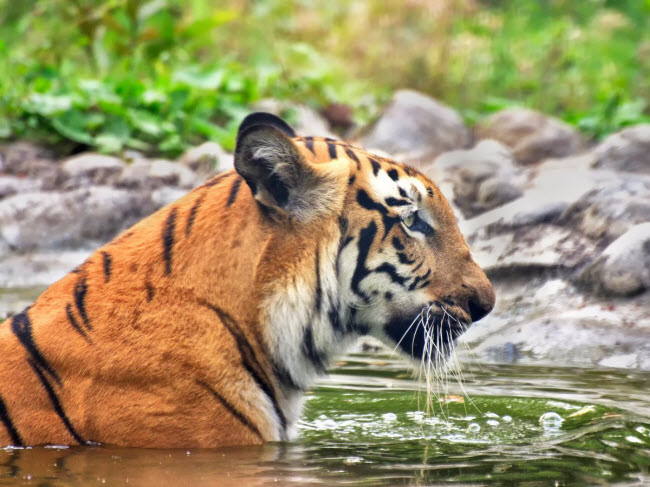 Rừng Sundarbans, India và Bangladesh: Hệ sinh thái này chiếm phần lớn diện tích đất và nước của vùng đồng bằng sông Hằng. Đây cũng là nơi có diện tích rừng đước lớn nhất thế giới với nhiều loài động vật quý hiếm như hổ. Nhưng nạn phá rừng, ô nhiễm môi trường, xói mòn bờ biển đang khiến hệ sinh thái này suy giảm nhanh chóng.
