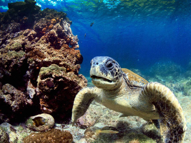 Quần đảo Galapagos: Sinh vật ngoại lai và quá nhiều du khách tham quan đang khiến các sinh vật đặc hữu trên quần đảo này đối mặt với nguy cơ tuyệt chủng.
