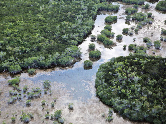 Rừng ngập mặn Florida, Mỹ: Đây là một một trong những hệ sinh thái bị đe dọa nhất ở Mỹ. Nguyên nhân đến từ vấn để quá nhiều nước, sinh vật ngoại lai và đô thị hóa.
