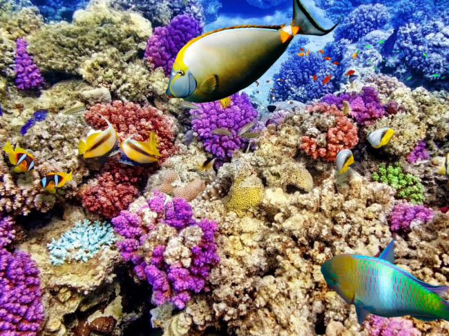 Rạn san hô Great Barrier, Australia: Diện tích của rạn san hô lớn nhất thế giới đã thu hẹp hơn 50% do nhiệt độ tăng trong vòng 30 năm qua. San hô bị chết do ô nhiễm axít và các nhà khoa học lo ngại hệ sinh thái này có thể biến mất vào năm 2030.  
