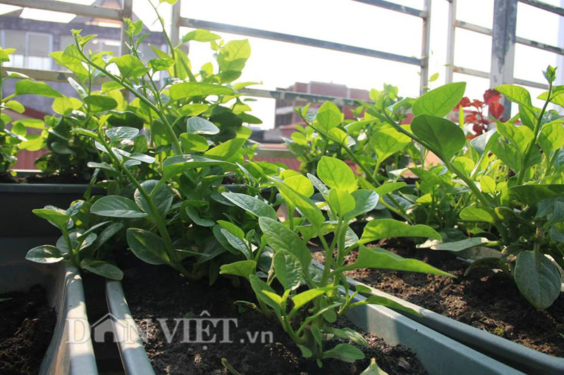 10 loại rau, quả dễ trồng nhất và nhanh cho ăn nhất vào mùa hè - 7