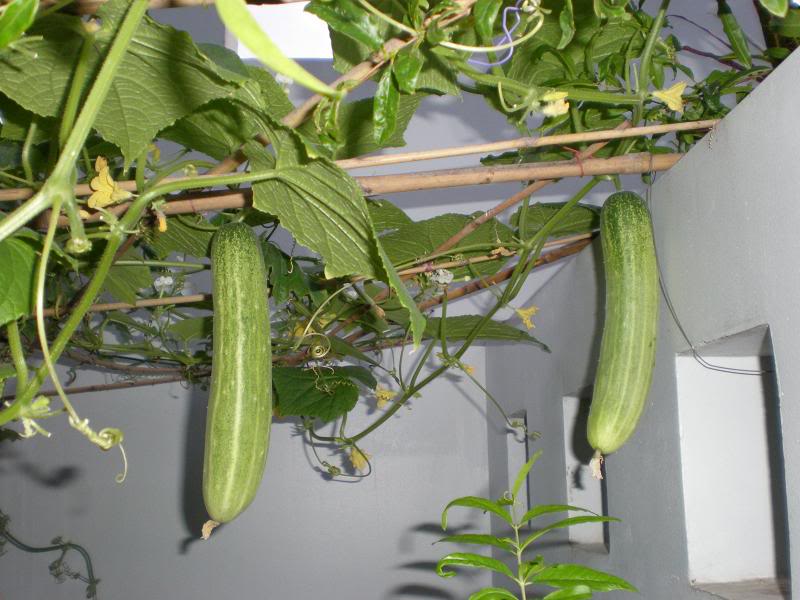 10 loại rau, quả dễ trồng nhất và nhanh cho ăn nhất vào mùa hè - 6