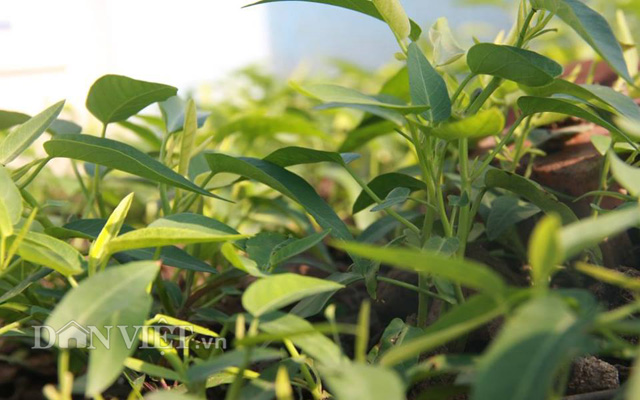 10 loại rau, quả dễ trồng nhất và nhanh cho ăn nhất vào mùa hè - 2