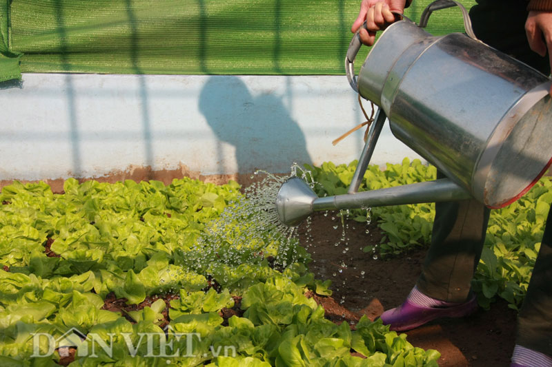 10 loại rau, quả dễ trồng nhất và nhanh cho ăn nhất vào mùa hè - 3