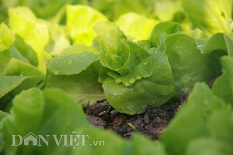 10 loại rau, quả dễ trồng nhất và nhanh cho ăn nhất vào mùa hè - 4