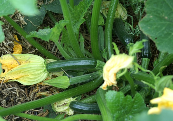 10 loại rau, quả dễ trồng nhất và nhanh cho ăn nhất vào mùa hè - 11