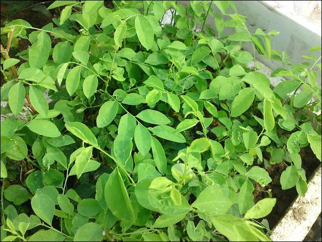 10 loại rau, quả dễ trồng nhất và nhanh cho ăn nhất vào mùa hè - 16