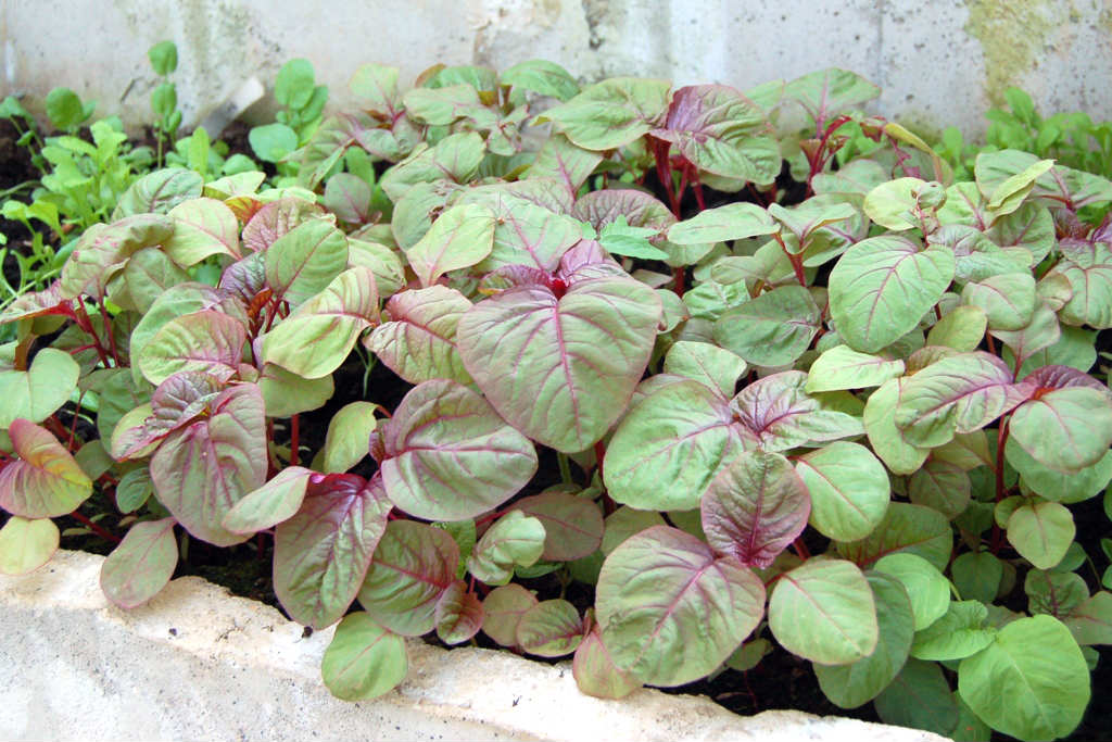 10 loại rau, quả dễ trồng nhất và nhanh cho ăn nhất vào mùa hè - 18