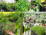 Nhà đẹp - 10 loại rau, quả dễ trồng nhất và nhanh cho ăn nhất vào mùa hè
