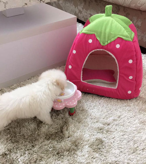Hầm hố là thế nhưng lúc bên cạnh cún cưng, amp;#34;Phan Hảiamp;#34; lại dịu dàng đến bất ngờ - 13