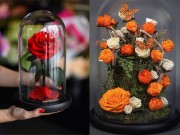 Nhà đẹp - Loài hoa hồng "đắt xắt ra miếng" này đang làm điên đảo chị em khắp thế giới