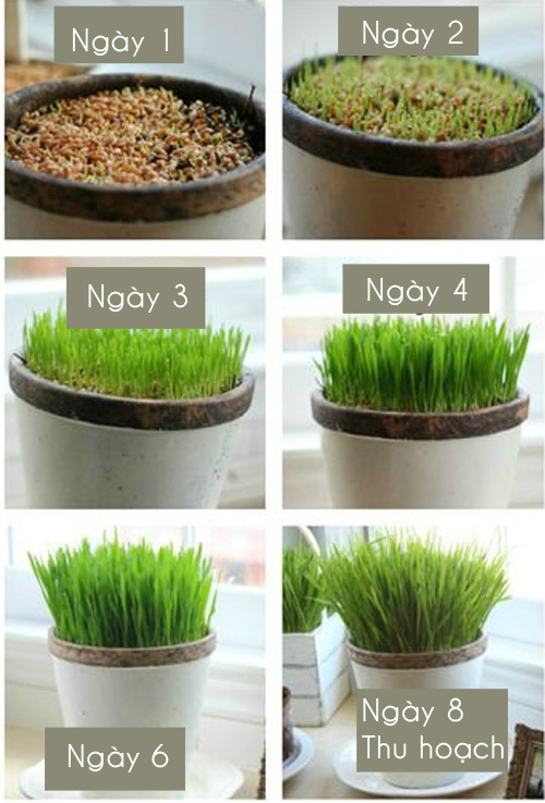 Chị em đua nhau trồng mầm lúa mạch giúp chống lão hóa, ung thư - 11