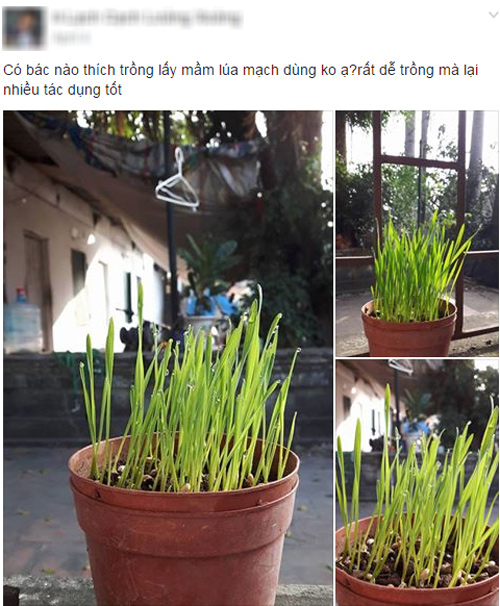 Chị em đua nhau trồng mầm lúa mạch giúp chống lão hóa, ung thư - 2