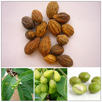 Biết được cách trị ho này, mẹ đã may mắn hơn hàng trăm mẹ khác - 3