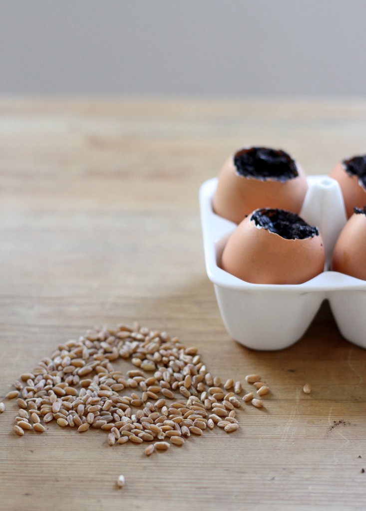 Chị em đua nhau trồng mầm lúa mạch giúp chống lão hóa, ung thư - 6