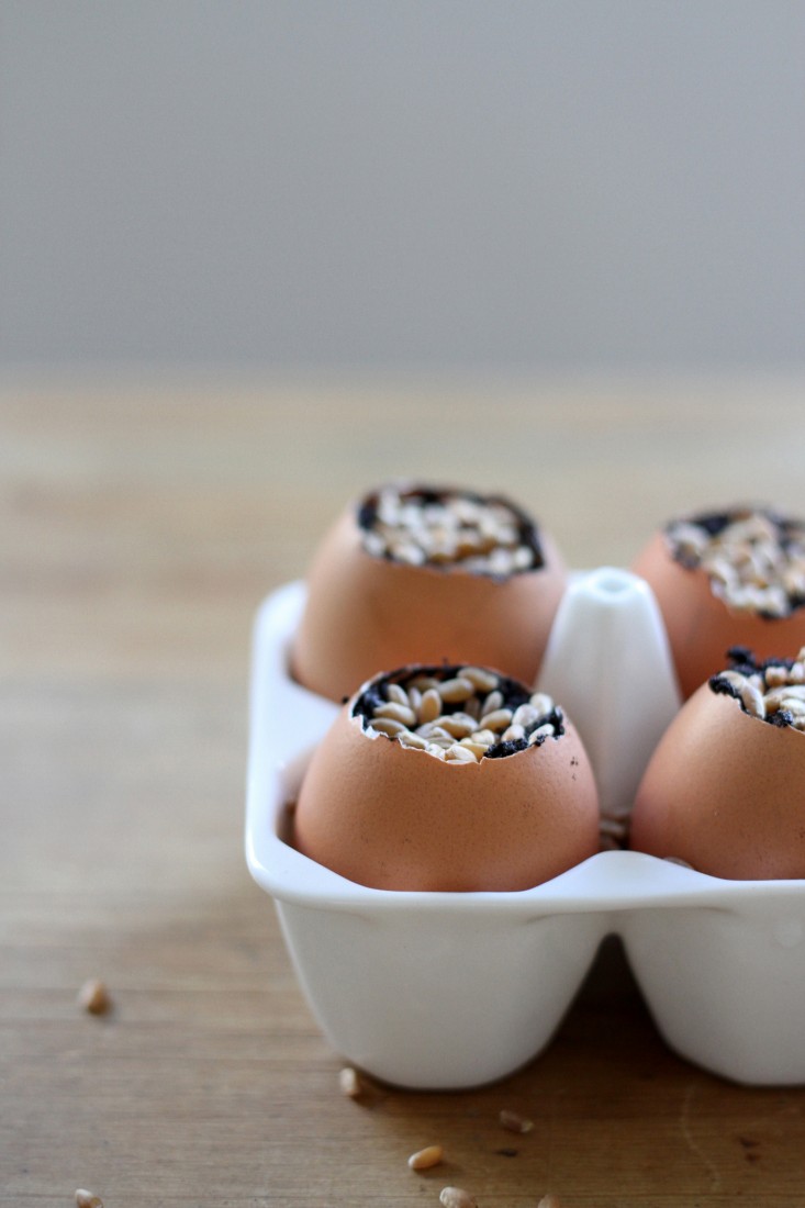 Chị em đua nhau trồng mầm lúa mạch giúp chống lão hóa, ung thư - 7