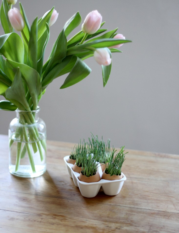 Chị em đua nhau trồng mầm lúa mạch giúp chống lão hóa, ung thư - 10