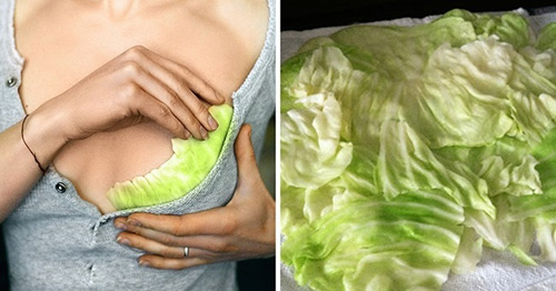 Cách đắp lá bắp cải để giảm đau ngực do tức, tắc sữa - 1