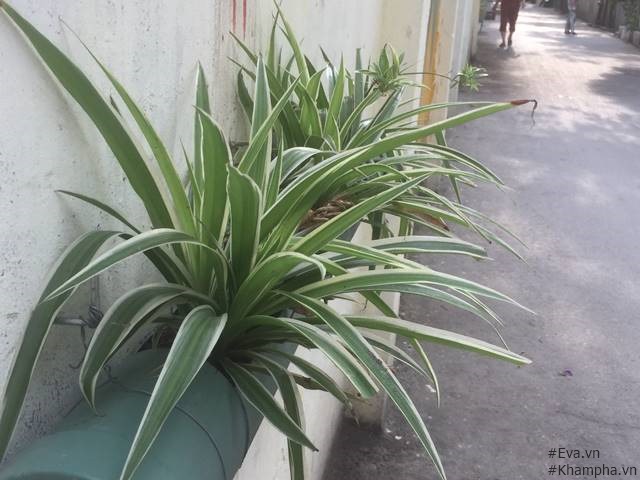 Từ bãi rác, người ta đã biến thành vườn hoa nhỏ xinh đẹp như thế này - 7