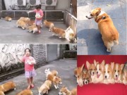 Clip Eva - Bé gái cho đàn chó Corgi ăn theo kiểu... thả gà
