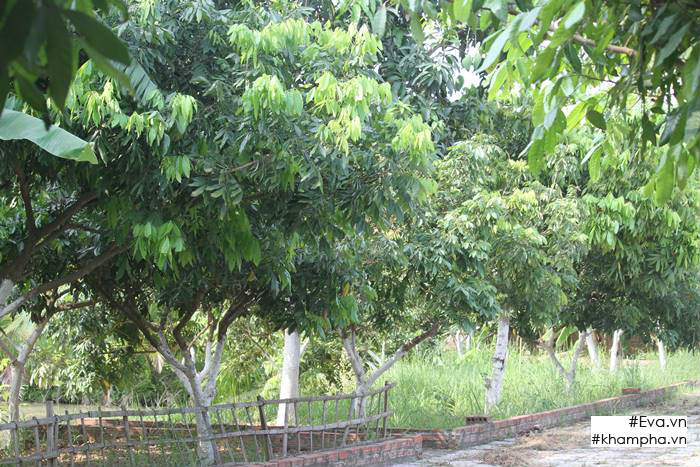 Chiêm ngưỡng nhà vườn 10.000m2 mà Giang “còi” quyết không bán để mua chung cư nội đô - 7