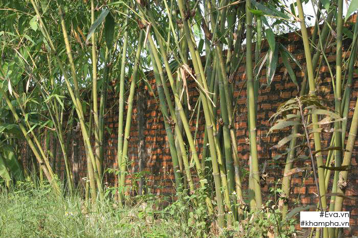 Chiêm ngưỡng nhà vườn 10.000m2 mà Giang “còi” quyết không bán để mua chung cư nội đô - 18