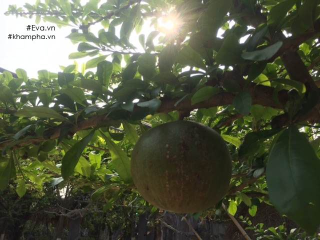 Chiêm ngưỡng nhà vườn 10.000m2 mà Giang “còi” quyết không bán để mua chung cư nội đô - 11