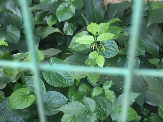 Chiêm ngưỡng nhà vườn 10.000m2 mà Giang “còi” quyết không bán để mua chung cư nội đô - 15