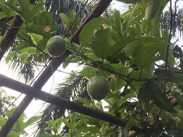 Chiêm ngưỡng nhà vườn 10.000m2 mà Giang “còi” quyết không bán để mua chung cư nội đô - 16