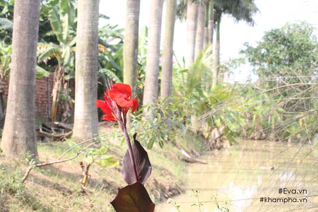 Chiêm ngưỡng nhà vườn 10.000m2 mà Giang “còi” quyết không bán để mua chung cư nội đô - 17