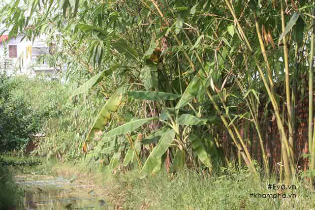 Chiêm ngưỡng nhà vườn 10.000m2 mà Giang “còi” quyết không bán để mua chung cư nội đô - 3