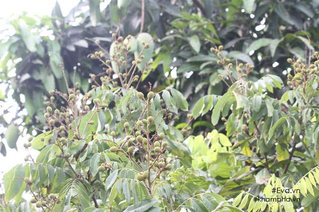 Chiêm ngưỡng nhà vườn 10.000m2 mà Giang “còi” quyết không bán để mua chung cư nội đô - 8