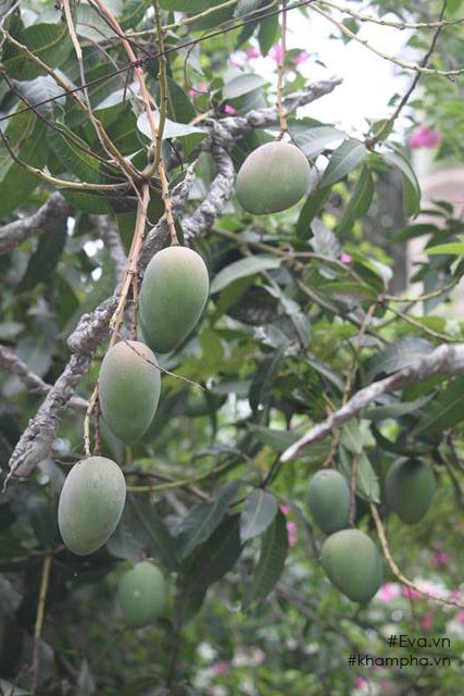 Chiêm ngưỡng nhà vườn 10.000m2 mà Giang “còi” quyết không bán để mua chung cư nội đô - 19