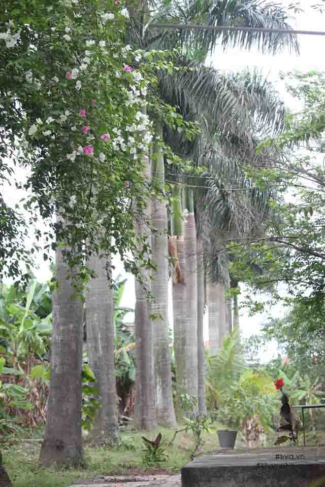 Chiêm ngưỡng nhà vườn 10.000m2 mà Giang “còi” quyết không bán để mua chung cư nội đô - 5