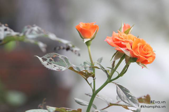 Chiêm ngưỡng nhà vườn 10.000m2 mà Giang “còi” quyết không bán để mua chung cư nội đô - 20