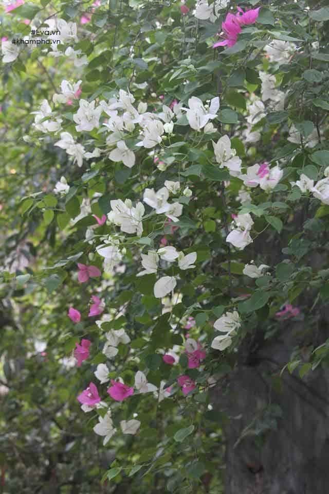 Chiêm ngưỡng nhà vườn 10.000m2 mà Giang “còi” quyết không bán để mua chung cư nội đô - 13