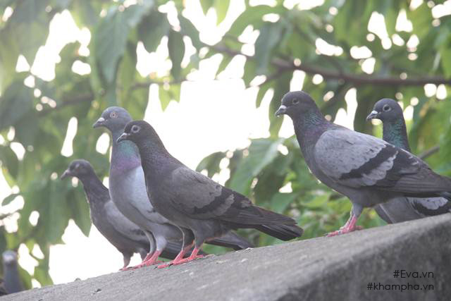 Chiêm ngưỡng nhà vườn 10.000m2 mà Giang “còi” quyết không bán để mua chung cư nội đô - 12