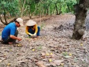 Mua sắm - Giá cả - Cây tỷ đô rụng quả hàng loạt: Nông dân mất hàng trăm triệu đồng