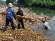 Mua sắm - Giá cả - 500.000 đồng cho một ngày thu mía, hái tiêu, nhà nông khó thuê người