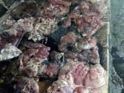 Tin tức - Đàn lợn nhà chị Xuyến bị hắt dầu luyn trộn chất thải đã được thu mua toàn bộ