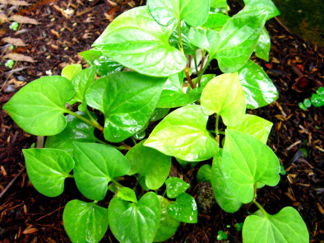 Mẹo trồng amp;#34;thần dượcamp;#34; diếp cá tại nhà một lần ăn mãi mãi của mẹ 9x - 1