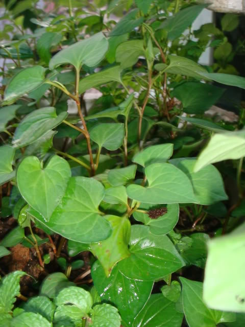 Mẹo trồng amp;#34;thần dượcamp;#34; diếp cá tại nhà một lần ăn mãi mãi của mẹ 9x - 6