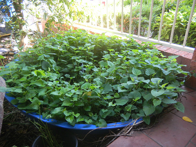 Mẹo trồng amp;#34;thần dượcamp;#34; diếp cá tại nhà một lần ăn mãi mãi của mẹ 9x - 5